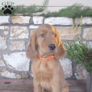 Lincoln, Golden Irish Puppy