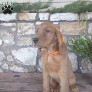 Lincoln, Golden Irish Puppy