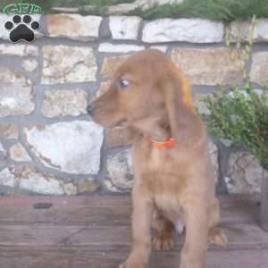 Lincoln, Golden Irish Puppy
