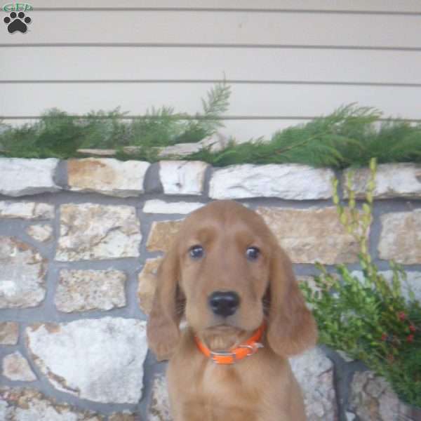 Lincoln, Golden Irish Puppy