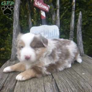 Navada, Miniature Australian Shepherd Puppy