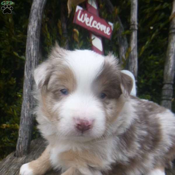 Navada, Miniature Australian Shepherd Puppy