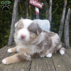Navada, Miniature Australian Shepherd Puppy