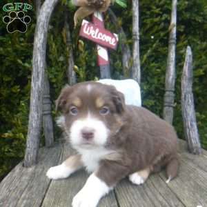 Naomie, Miniature Australian Shepherd Puppy