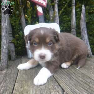 Naomie, Miniature Australian Shepherd Puppy