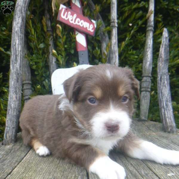 Naomie, Miniature Australian Shepherd Puppy