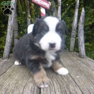 Neva, Miniature Australian Shepherd Puppy