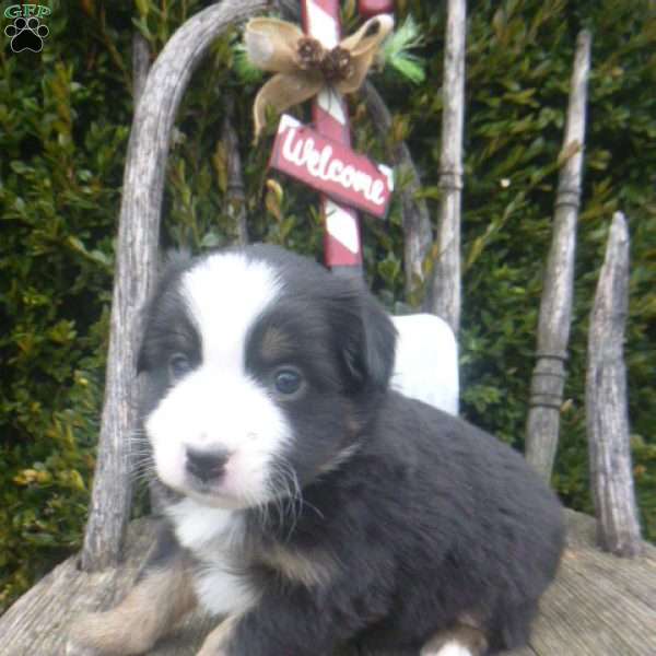 Neva, Miniature Australian Shepherd Puppy