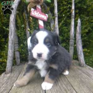 Neva, Miniature Australian Shepherd Puppy