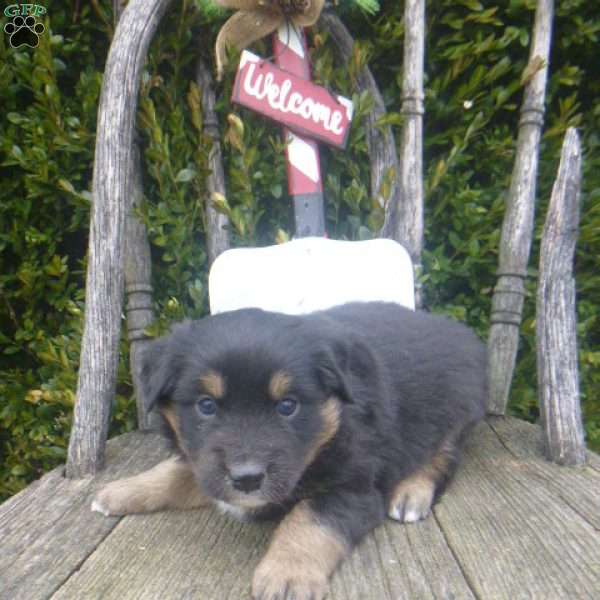 Nikki, Miniature Australian Shepherd Puppy