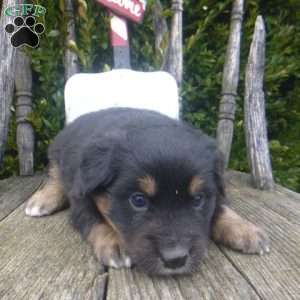 Nikki, Miniature Australian Shepherd Puppy
