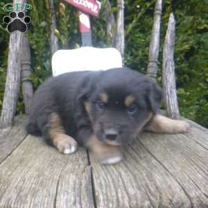 Nikki, Miniature Australian Shepherd Puppy