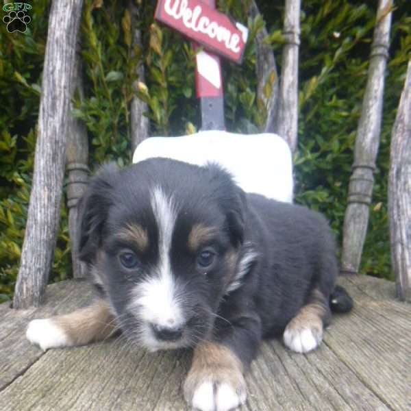 Nessa, Miniature Australian Shepherd Puppy