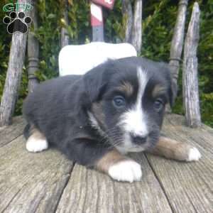 Nessa, Miniature Australian Shepherd Puppy