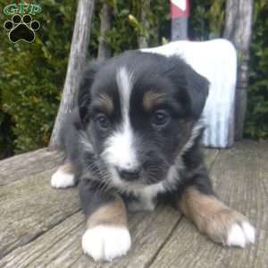 Nessa, Miniature Australian Shepherd Puppy