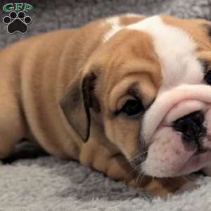 Lucy, English Bulldog Puppy