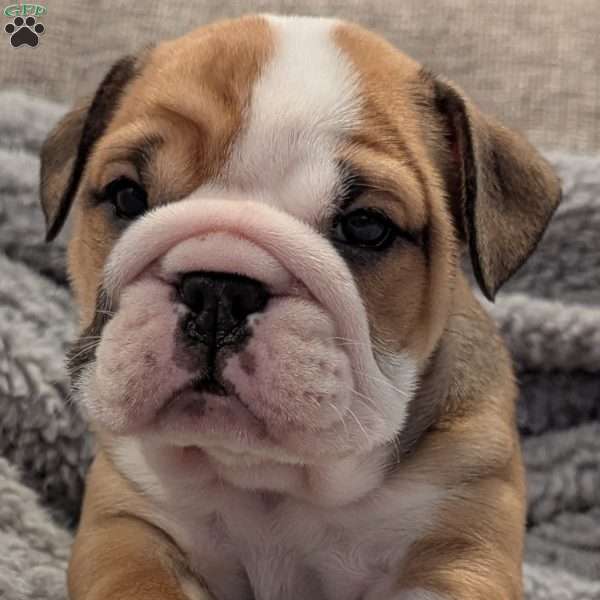 Lucy, English Bulldog Puppy