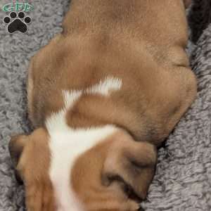 Lucy, English Bulldog Puppy