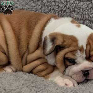 Lilly, English Bulldog Puppy