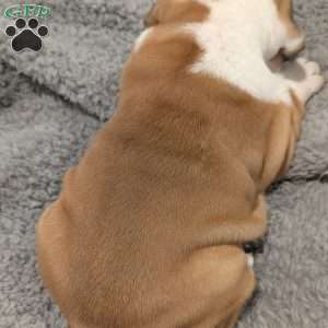 Lilly, English Bulldog Puppy