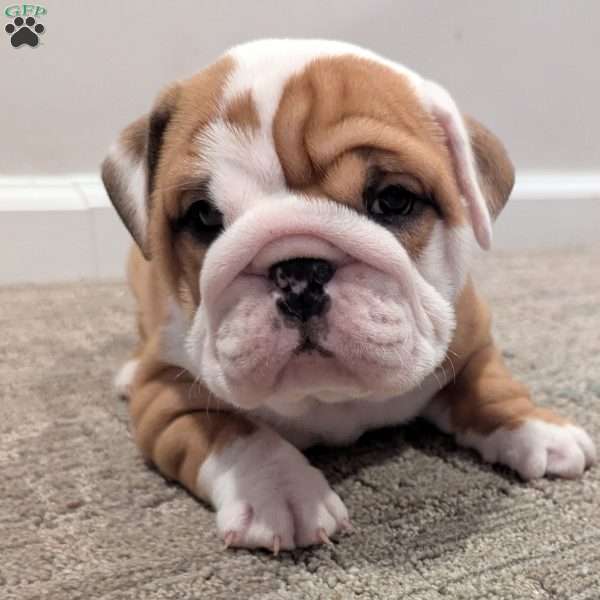 Lilly, English Bulldog Puppy