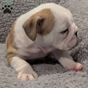 Charlie, English Bulldog Puppy