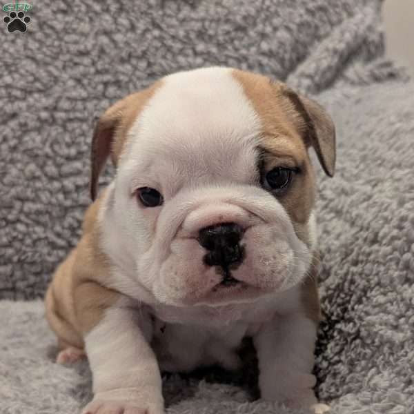 Charlie, English Bulldog Puppy