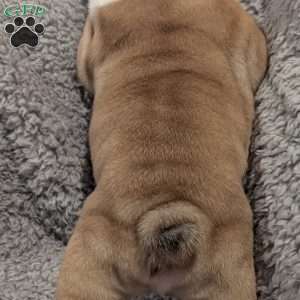 Charlie, English Bulldog Puppy