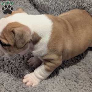 Charlie, English Bulldog Puppy