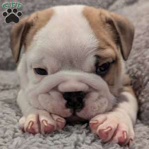 Charlie, English Bulldog Puppy