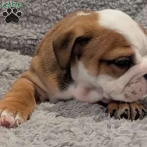 Cooper, English Bulldog Puppy