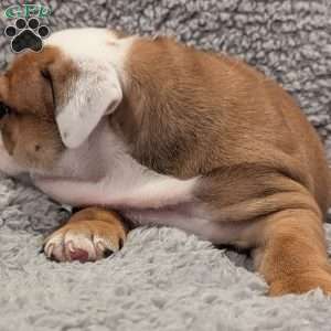 Cooper, English Bulldog Puppy