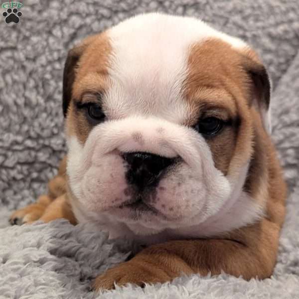 Cooper, English Bulldog Puppy