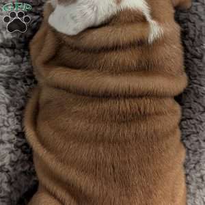 Cooper, English Bulldog Puppy