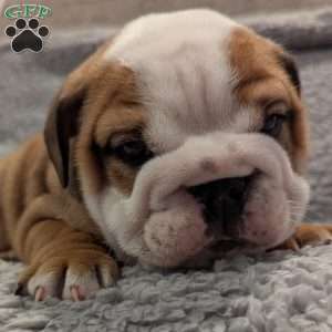 Cooper, English Bulldog Puppy