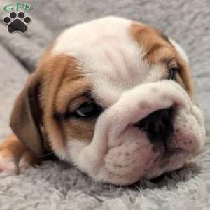 Cooper, English Bulldog Puppy