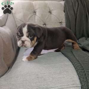 Luna, English Bulldog Puppy