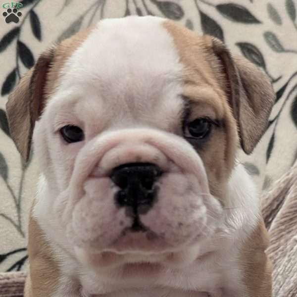 Charlie, English Bulldog Puppy