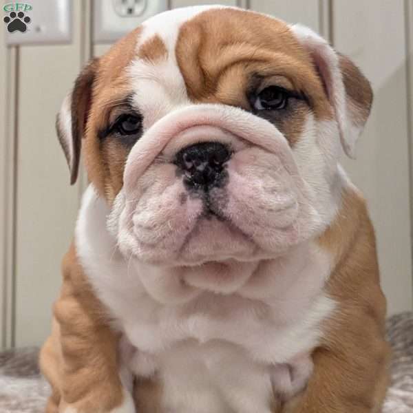 Lilly, English Bulldog Puppy
