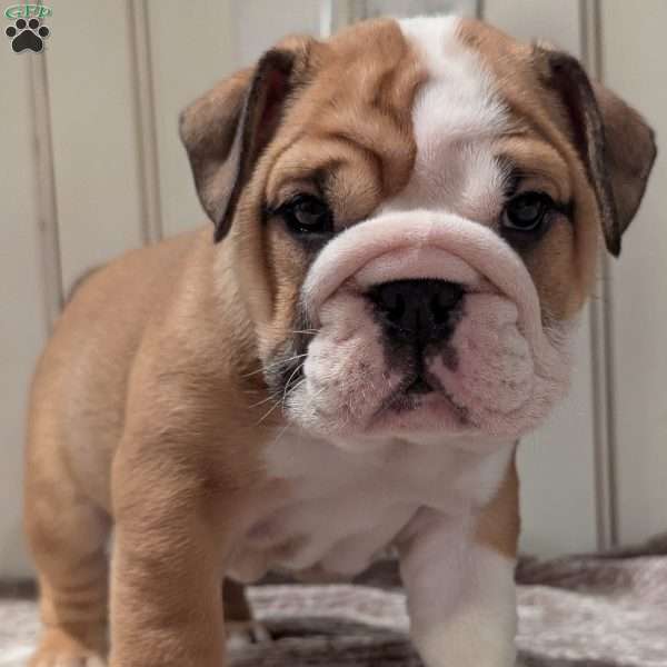 Lucy, English Bulldog Puppy