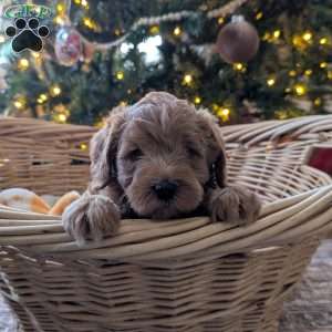 Marv, Mini Labradoodle Puppy