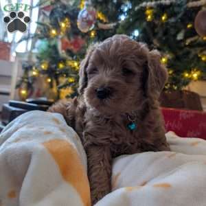 Marv, Mini Labradoodle Puppy