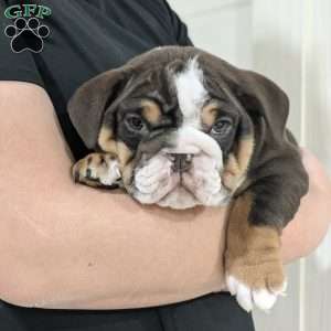 Luna, English Bulldog Puppy