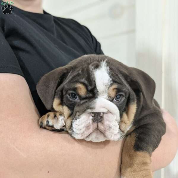Luna, English Bulldog Puppy