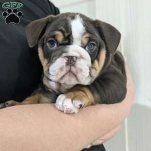Luna, English Bulldog Puppy