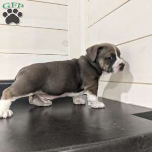 Carter, English Bulldog Mix Puppy