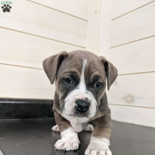 Carter, English Bulldog Mix Puppy