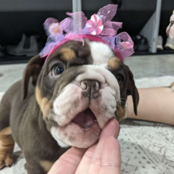 Luna, English Bulldog Puppy