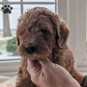 Marv, Mini Labradoodle Puppy
