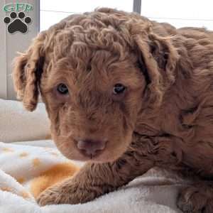 Harry, Mini Labradoodle Puppy